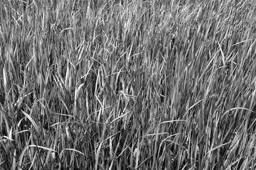 Japanese blood grass Imperata cylindrica