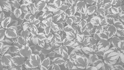 goutweed ornamental variegated