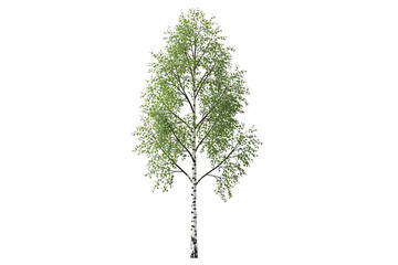 A young birch tree with green leaves isolated on a transparent background