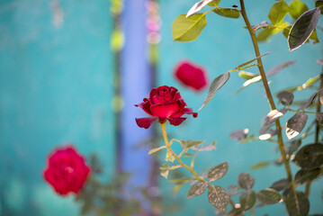 Red roses blooming in the garden