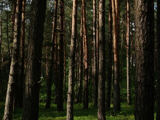 Fototapeta premium trees in the forest