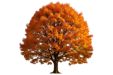 Autumn tree with vibrant orange leaves isolated on transparent background