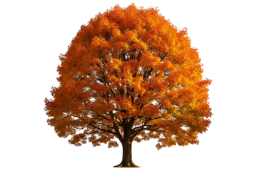 Autumn tree with vibrant orange leaves isolated on transparent background