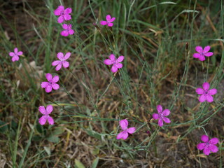 Fototapeta premium purple flowers