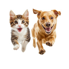 Kitten and dog running together isolated on a transparent background puppy