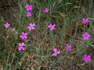 Fototapeta premium purple flowers