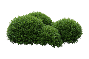 A green bush with dense foliage, isolated on a transparent background