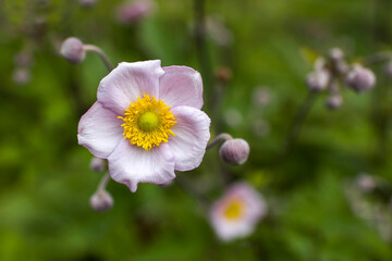 anemone flowers in the garden, summertime