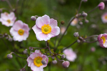 anemone flowers in the garden, summertime