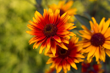 rudbeckia flowers in the garden - soft focus