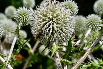 Flower with bees. Nature.
