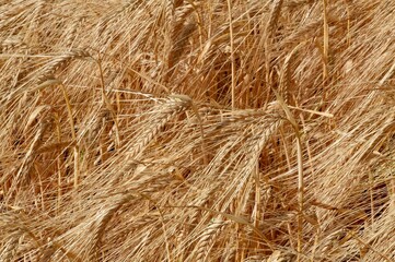 Wheat ears. Agronomy. Close-up.