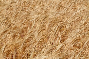 Wheat ears. Agronomy. Close-up.