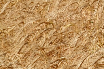 Wheat ears. Agronomy. Close-up.