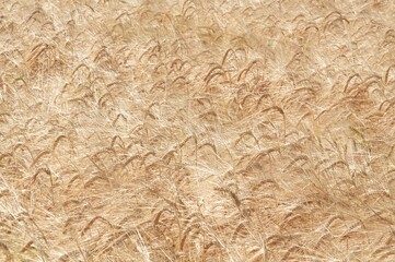 Wheat ears. Agronomy. Close-up.