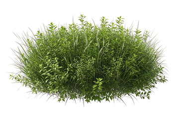 Fototapeta premium A lush green bush with various plants and grass isolated on white isolated on transparent background