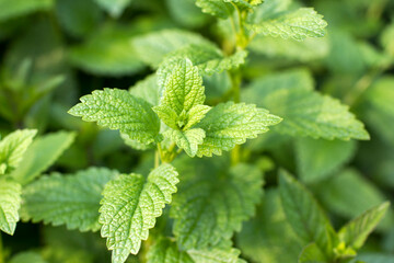 Melissa officinalis - freh herbs in the garden