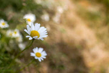 Ox-eye Daisy (Leucanthemum vulgare) in a garden