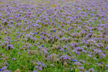 Selective focus of wild flower in meadow, Phacelia tanacetifolia is a species of flowering plant in the borage family Boraginaceae, Lacy phacelia, Blue tansy or purple tansy, Nature floral background.