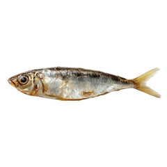 Single Sardine: A high-angle shot of a single, preserved sardine against a clean, minimalist background, offering a stark contrast that emphasizes the fish's natural form.