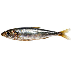 Fresh Sardine: A captivating studio shot presents a fresh, glistening sardine, its scales catching the light. The detailed rendering highlights the aquatic life.