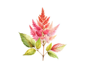 watercolor Astilbe Branch vector illustration isolated on white background