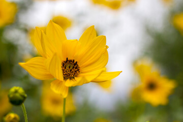 yellow flowers in a garden - natural summer background