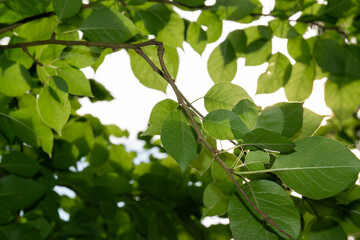 Green tree leaves against sunlight – natural eco background