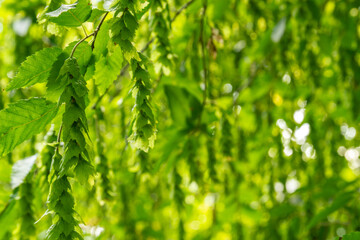 Detailed view of Carpinus caroliniana (American hornbeam) tree with green leaves and catkins illuminated by sunlight. Perfect for botanical, ecological, and seasonal nature themes.