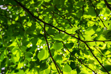 Fresh Green Leaves in Sunlight – Natural Eco Background