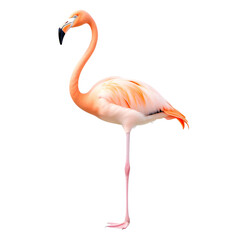 Obraz premium A graceful Flamingo standing on one leg, its pink plumage vibrant and detailed, elegantly curved neck, isolated on a white background, 1:1 aspect ratio.