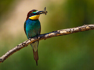 Picture of european bee-eater bird sitting on the branch, turned sideways, holding fly in it's beak. Turquoise blue, yellow, red and white bird, bokeh blurred yellow-green background. 