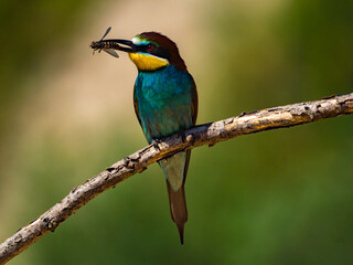 European bee-eater bird sitting on the branch, holding fly in it's beak. Turquoise blue, yellow,...