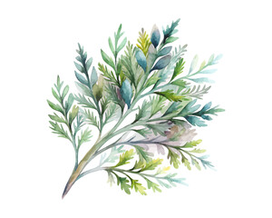 watercolor Artemisia Branch vector illustration isolated on white background