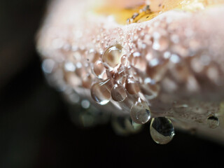 Macro photography of water drops on the edge of polypore's conk. Shallow depth of field, blurred...