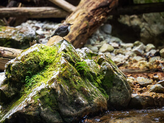 Wildlife picture of european white throated dipper bird sitting on high stone covered in green moss...