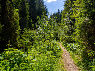 Path in the mountain forest between young trees. Light, blue sky, nice warm weather, calm, active...