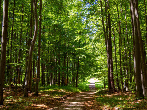 Easy gravel path in the mountain forest between tall  trees. Dense woods, shadow and dark, calm, active time in nature