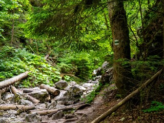 Trail marking on the tree in the forest. Green, dark, mountain stream with stones and driftwood,...