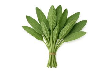 Fragrant sage leaves bundled with twine, displaying verdant hue and herbal essence against transparent backdrop