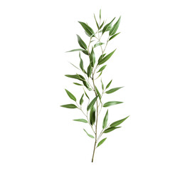 Fototapeta premium A leafy green plant with a long stem