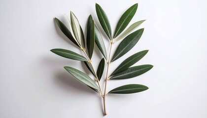 Obraz premium 観葉植物