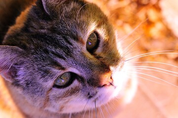 Domestic cat (Felis catus) - close-up wildlife style photo of a cat in natural light