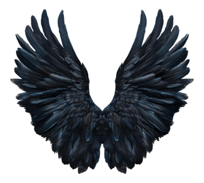 The wings of a black bird are shown in full detail