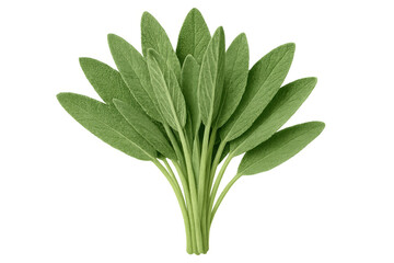 Obraz premium Fresh sage leaves forming a bunch, isolated on a transparent background, ideal for food and cooking projects
