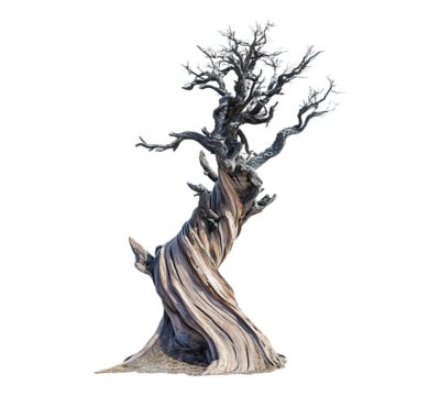 A tree with a twisted trunk and branches
