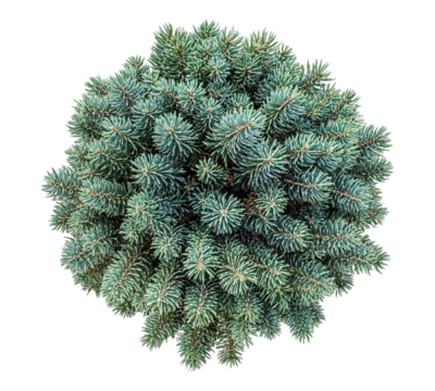 A small bush with green leaves and branches