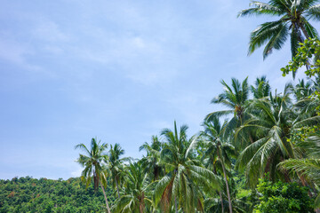 A vibrant cluster of lush coconut palm trees stands tall against a bright blue sky in Palawan,...