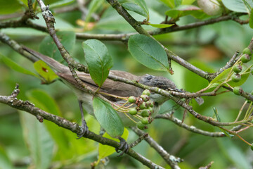 A female Eurasian blackcap preparing to feed juvenils.