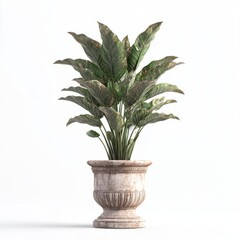 Elegant indoor potted plant in a decorative vase.